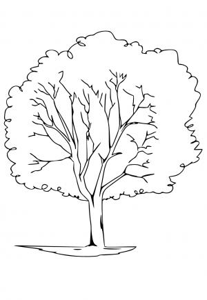 Ağaç