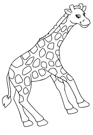 Жираф