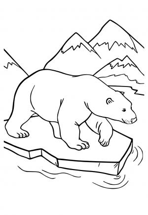 Polarni Medved
