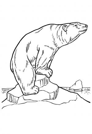 Gấu Bắc cực