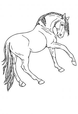 Kôň