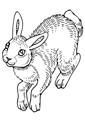 Thỏ