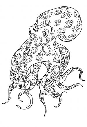 Hobotnica