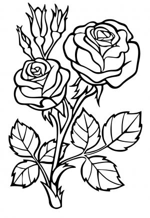 Hoa Hồng Mẫu Cho Sách Tô Màu Hình minh họa Sẵn có - Tải xuống Hình ảnh Ngay  bây giờ - Hoa, Hoa hồng, Hình dạng - iStock